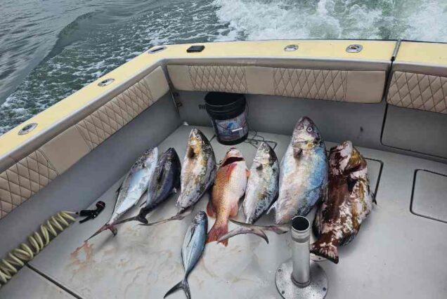 fish on back of boat that were kept after 6 hr deep sea fishing charter