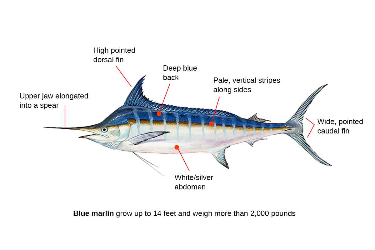 how to catch a blue marlin identification chart of anatomy
