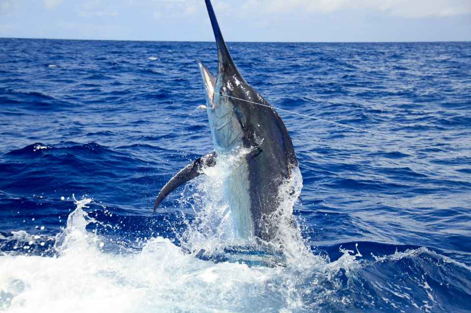 fisherman trying to catch a blue marlin as it jumps out of the water in cancun