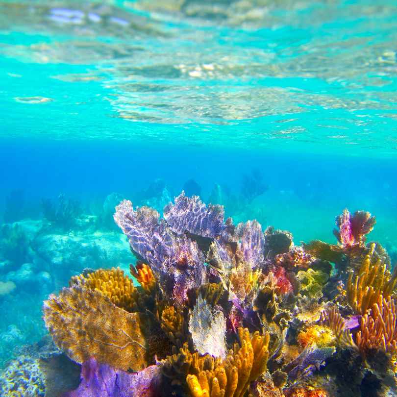 view of underwater reef while snorkeling in punta sam