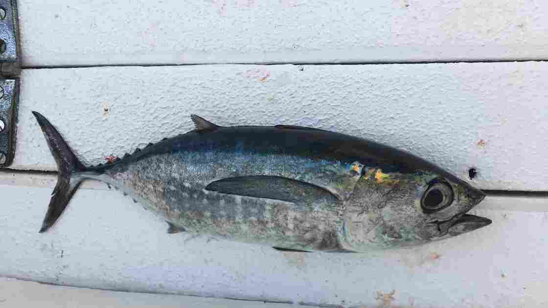 blackfin tuna caught in cancun during spring fishing season