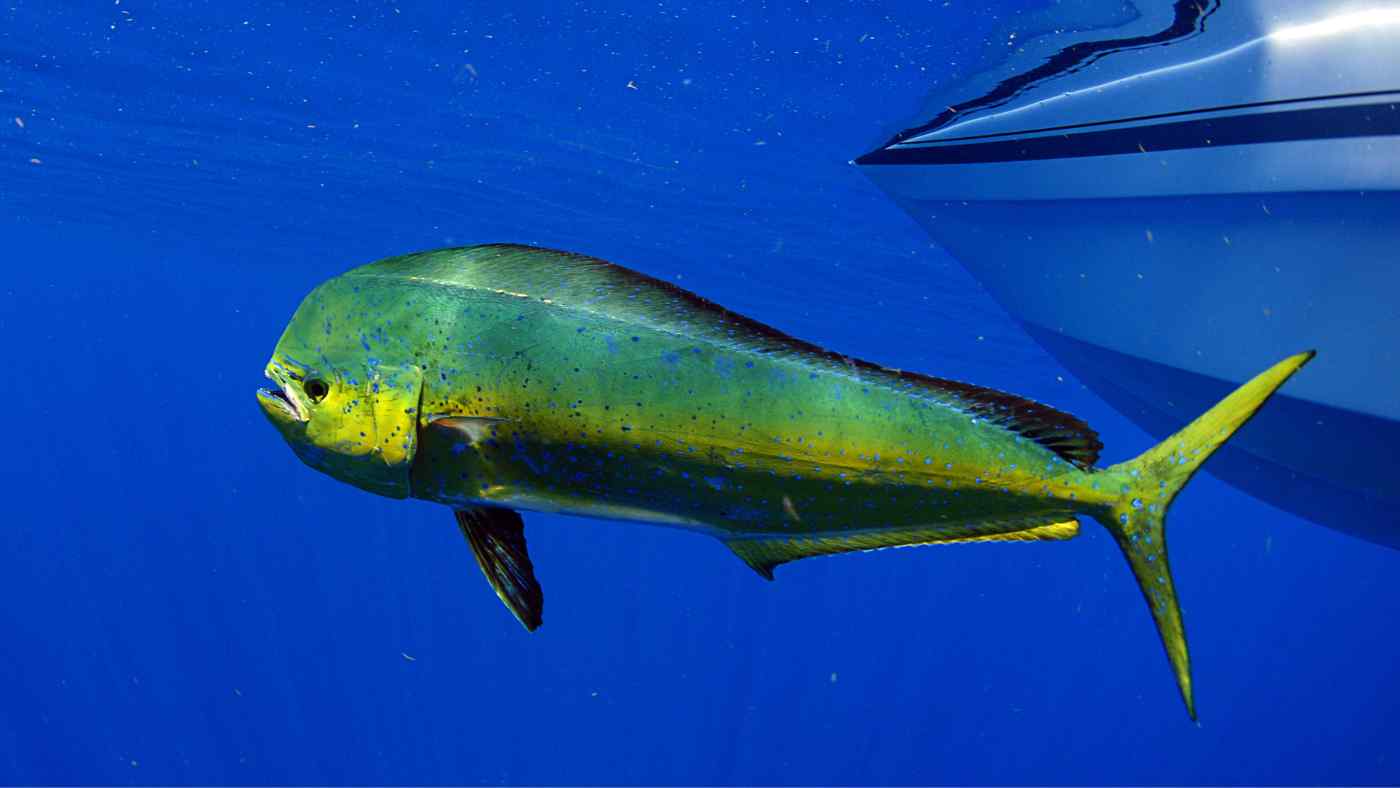 photo of mahi mahi or dorado caught during spring fishing season in cancun