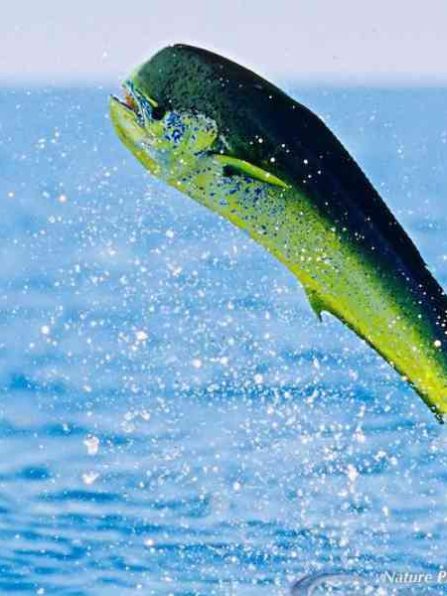 dolphin fish jumping out of water while near a big game fishing charter boat
